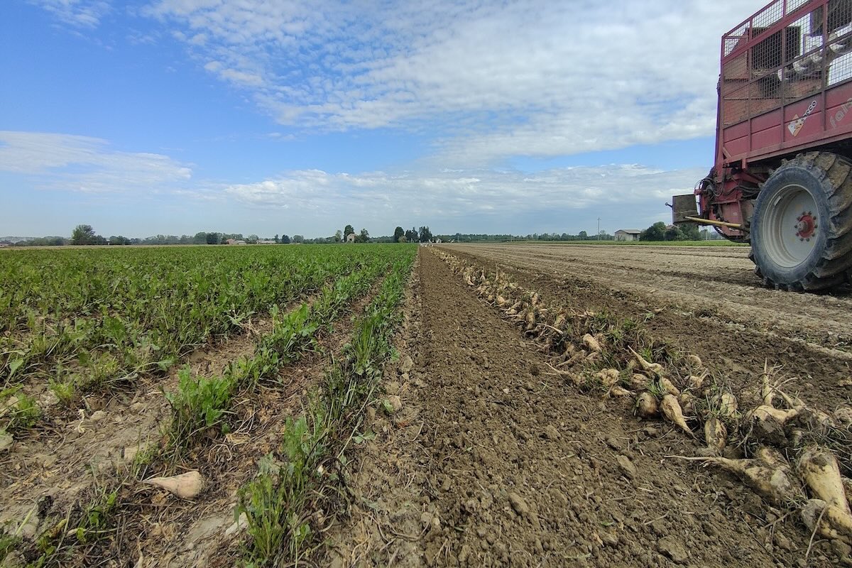 La campagna saccarifera è iniziata con il conferimento delle bietole coltivate su oltre 30mila ettari