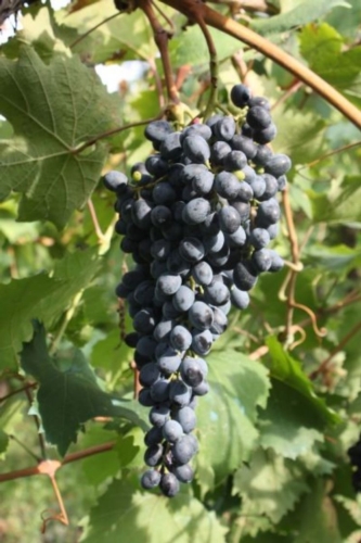 Un grappolo di Camaiola del Sannio: anche il vino monovitigno che se ne ottiene potrà assumerne la denominazione