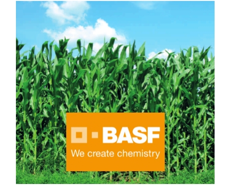Da BASF due diserbanti e un coadiuvante per i trattamenti di post-emergenza del mais