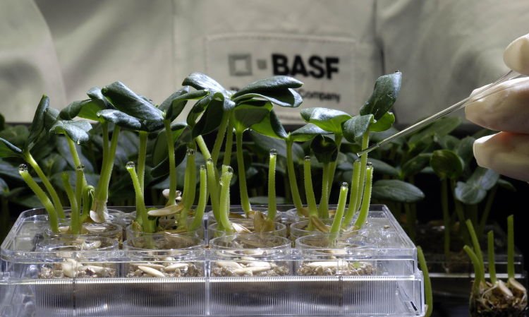 Al Limburgerhof Agricultural Center di BASF sono testate nuove sostanze attive per la difesa delle colture, ad esempio su piantine di cetriolo