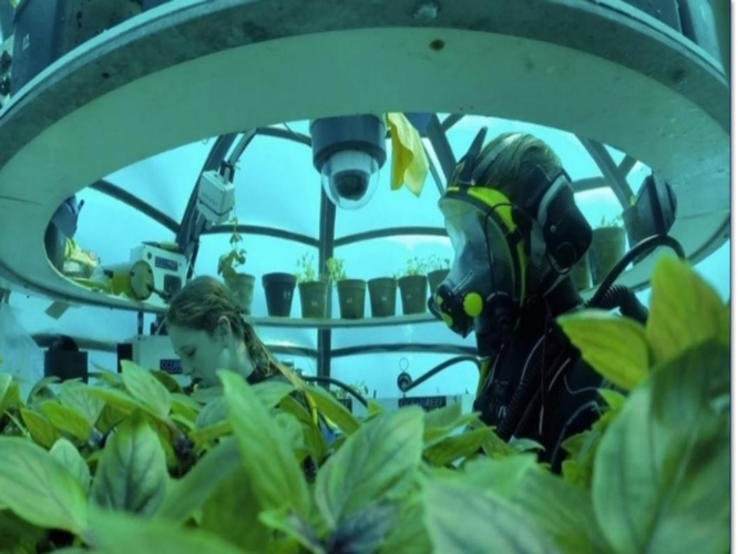 Al lavoro sul basilico in una delle biosfere dell'Orto di Nemo