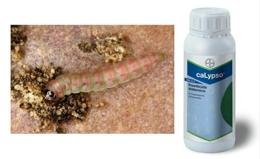 caLypso®, il nuovo insetticida di Bayer CropScience per il controllo della tignola
