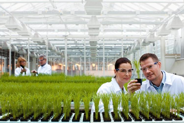 Ricercatori di Bayer CropScience valutano le caratteristiche di aumentata tolleranza agli stress in una nuova generazione di ibridi di riso - Foto: Bayer AG