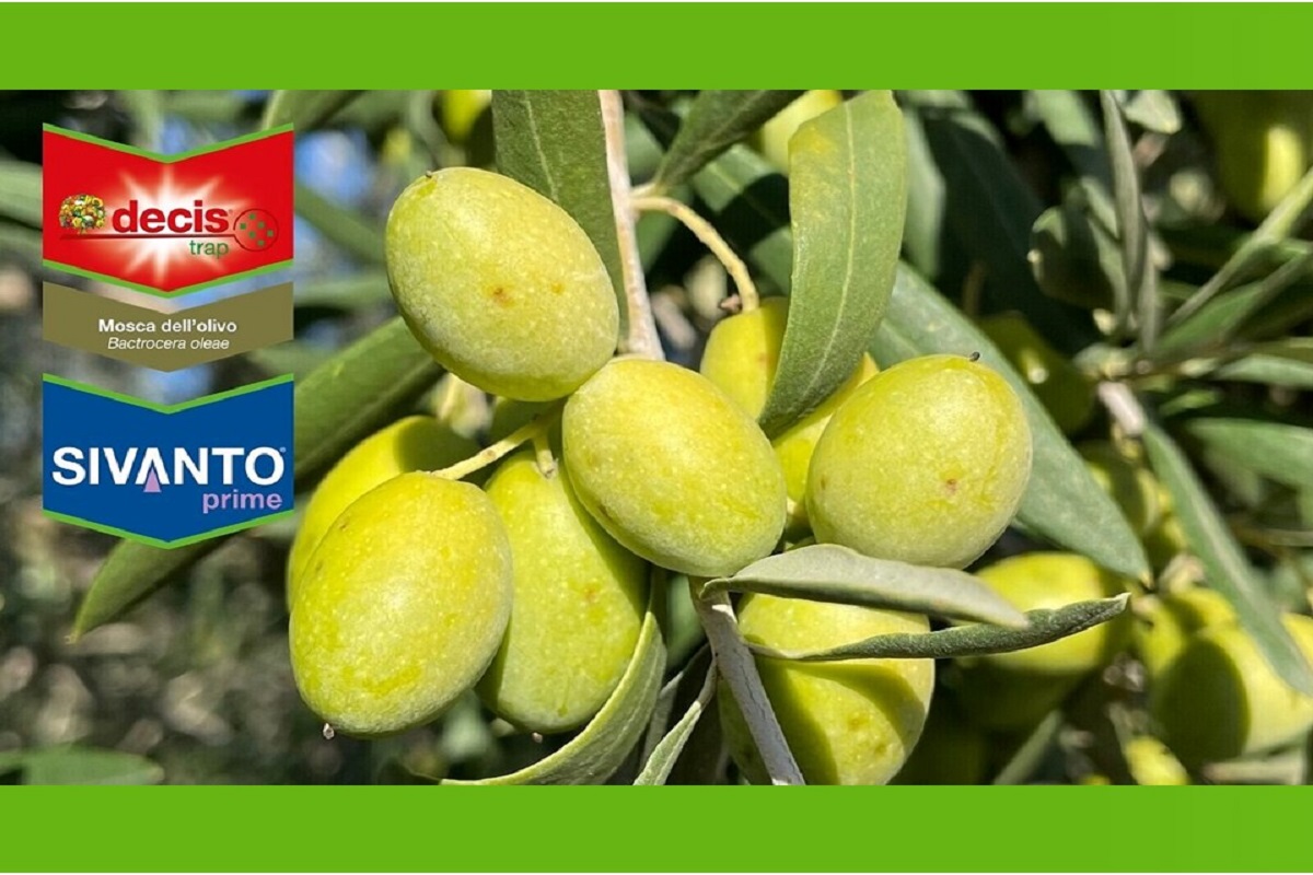 Bayer, la strategia per mettere ko la mosca dell'olivo
