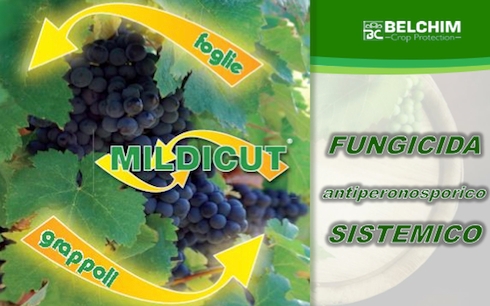 Mildicut è l'antiperonosporico a due vie di Belchim Crop Protection
