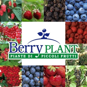 Berry Plant, leader nei piccoli frutti