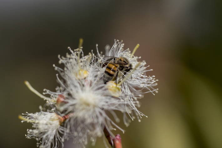 Molte specie associate alla biodiversità, come le api, sono gravemente minacciate
