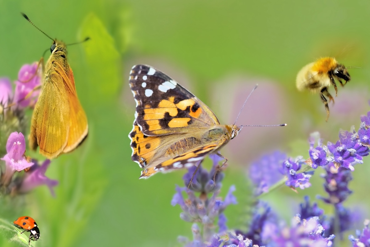 Che cos'è la Nature Restoration Law?