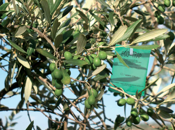 Le Eco-Trap di Biogard per l'olivo
