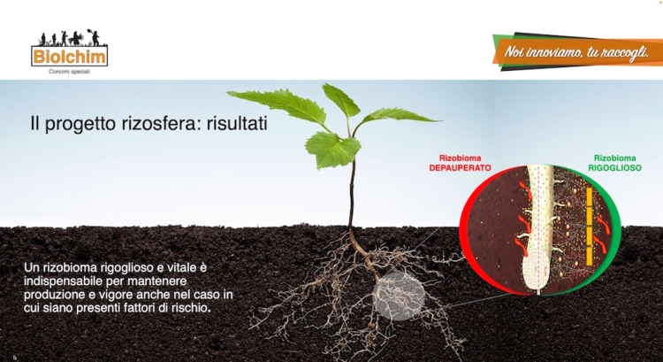 Progetto Rizosfera: gestione suolo, sviluppo biostimolanti per kiwi - actinidia e altre