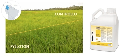 Effetto di Fylloton su riso in Colombia. Confronto fra trattato e controllo.
