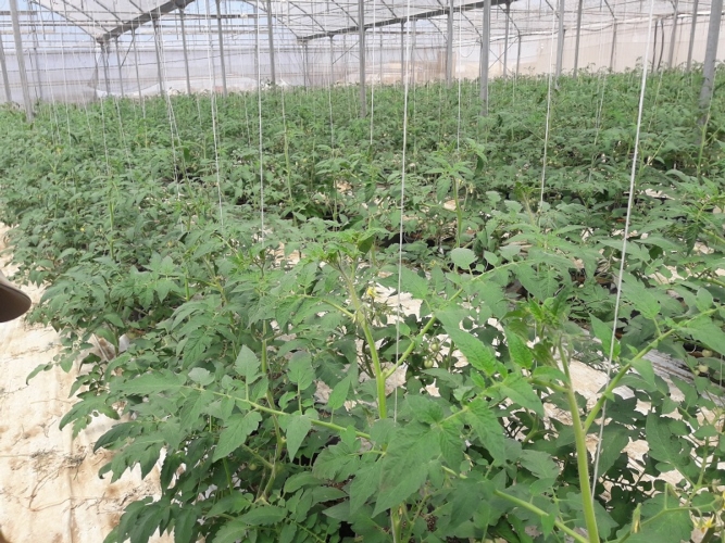 Pomodoro in serra trattato con Trichoderma (T34 Biocontrol di Biolchim)