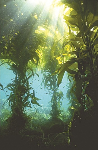 L’alga ha sviluppato un fitto complesso di pneumocisti, ovvero vescicole di aria che permettono il galleggiamento delle parti distali