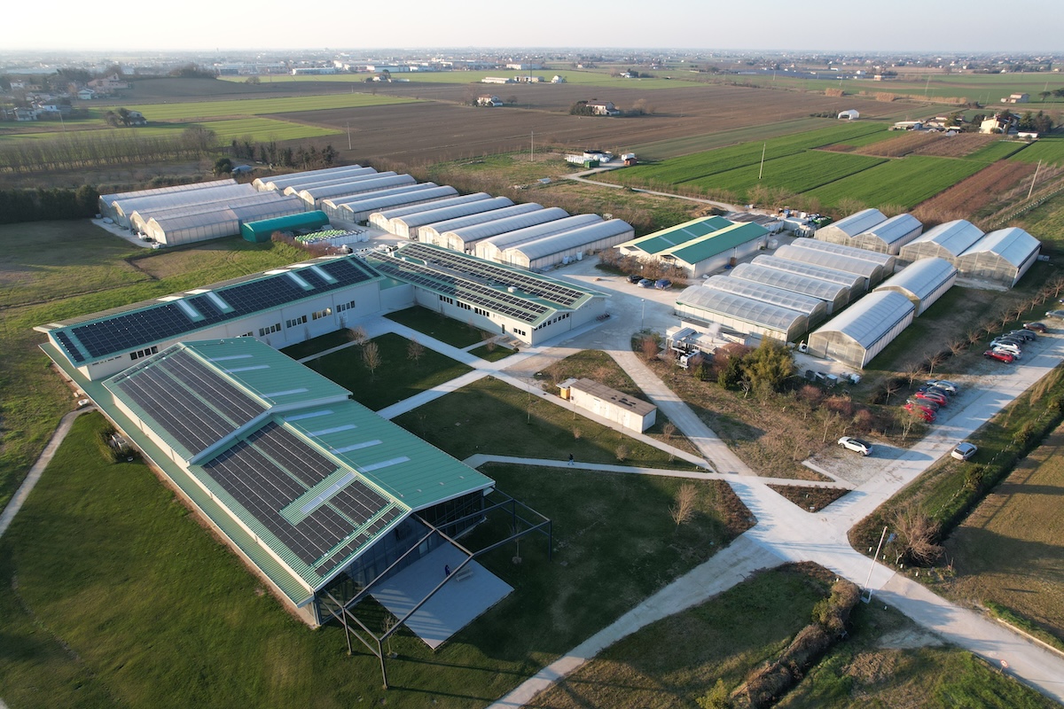 Articoli Che Parlano Di Nephus Conjunctus AgroNotizie