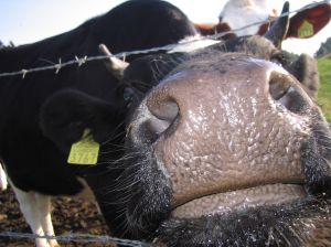 'Comparto bovino italiano, no ai tagli di risorse'