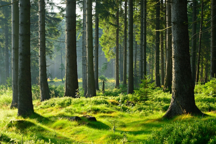 Le foreste possono essere una fonte importante di biomassa