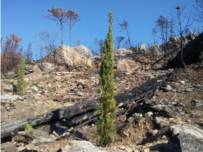 Monti Pisani, due cipressi piantati su una poggiata devastata dal fuoco