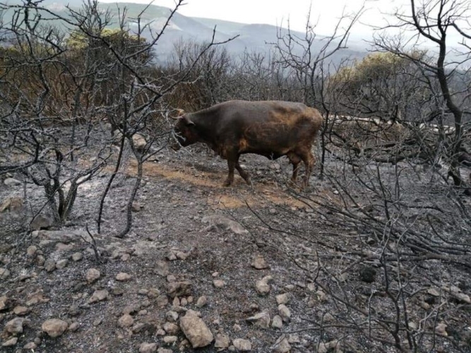 Una bovina scampata alle fiamme in un sito incendiato: è forse l'immagine simbolo di questa due giorni di incendi in Sardegna