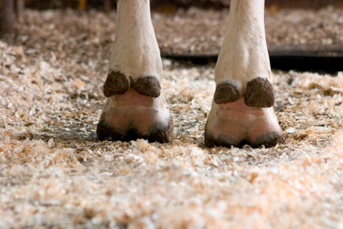 La salute del piede della bovina è una delle condizioni necessarie per ottenere buone performance
