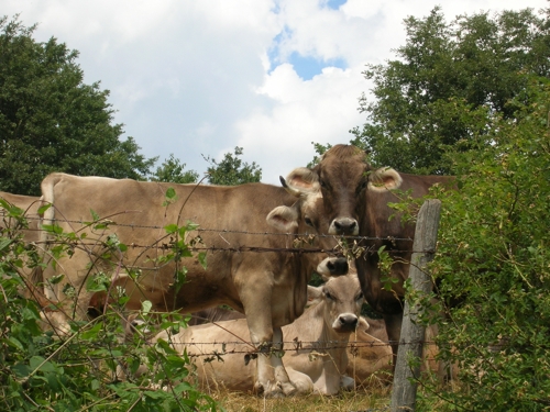 Le vacche da latte colpite dal virus possono dimezzare la produzione