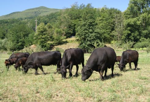 L’allevamento “La Virgola” di Cavezzana Gordana (MS) dispone di capi in purezza certificati dalla “The Aberdeen Angus Cattle Society”