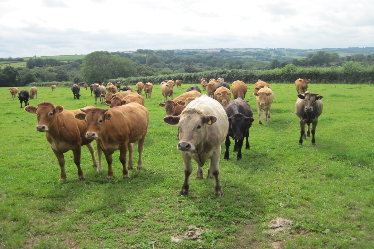 La produzione di carne bovina biologica richiede ampi spazi e solo i premi della Pac restituiscono un margine agli allevamenti