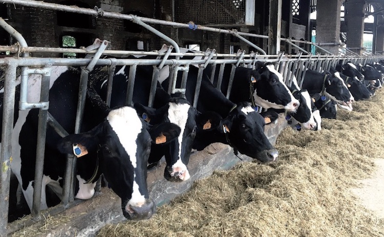 Azienda sperimentale Baroncina del Crea: bovine dotate di dispositivi auricolari per il rilievo dell'attività e della ruminazione