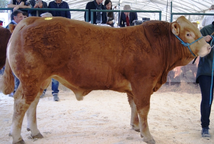 Il torello dell'allevamento Leonardi Sabatti di Tuscania (Vt) che ha vinto il titolo assoluto alla Mostra nazionale della razza Limousine