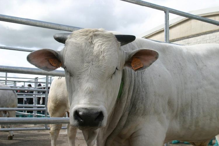 'Aiuti e scelte forti per il settore bovino da carne'