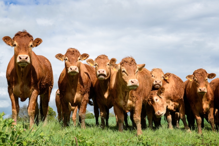L'imposizione dell'esame Prc a 25,08 euro a capo aveva fortemente limitato la movimentazione dei bovini da carne