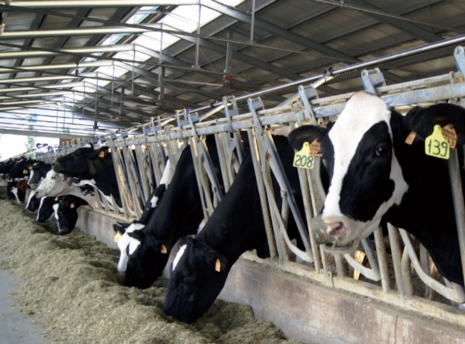 OmniGen-AF® è stato testato anche in Italia dall'Università di Bologna (gruppo del professore Formigoni) su vacche da Parmigiano Reggiano