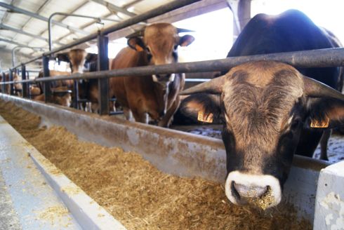 Alcuni dei vitelloni d'origine francese allevati nelle stalle dell'azienda agricola Al.Be. di Campodarsego che ha ospitato la seconda edizione del Nutreco farm academy beef
