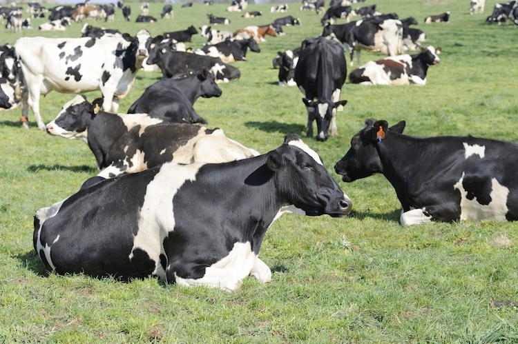 bovini-mucche-vacche-allevamento-by-wolfavni-fotolia-750.jpeg (750×499)