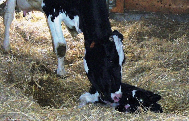 L'alimentazione e le condizioni di vita offerte alla madre hanno un impatto determinante sull'espressione del Dna del vitello