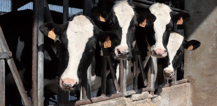 Alimentazione, manodopera e rimonta sono i principali costi a cui sono soggette le aziende da latte