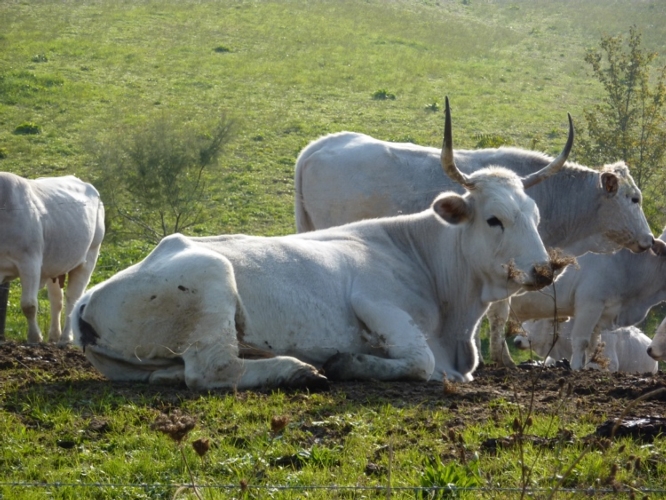 Anche nel 2020 si è assistito a un calo del numero di allevamenti dei bovini di razza Romagnola