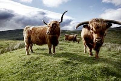 La razza bovina delle Highland scozzesi vive in ambienti difficili. Si ciba di piante che molte altre razze evitano