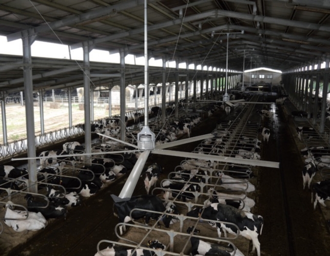Sistemi di ventilazione e raffrescamento per le stalle di bovini