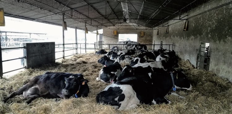Se non è possibile raffrescare le bovine in close up, è opportuno inserire nella dieta di questo periodo degli antiossidanti