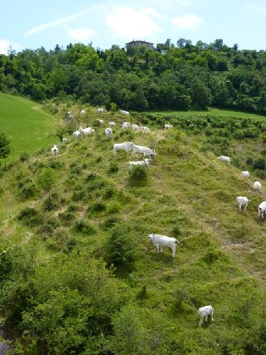 Senza sostegni l'agricoltura della Ue si concentrerebbe nelle aree più competitive condannando all'abbandono e al degrado i terreni meno produttivi