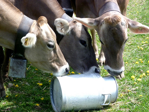 Solo un ritocco verso l’alto del prezzo al consumo potrebbe consentire di remunerare il latte per quel che vale (Foto di archivio)