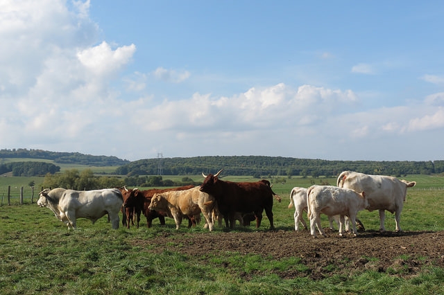  L'Italia ha un intenso scambio commerciale con la Francia di bovini da ingrasso, che ora potrebbe rallentare a causa della Blue Tongue