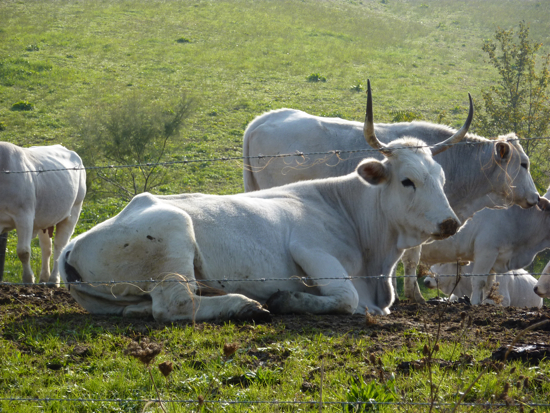 Bilancio positivo per gli allevamenti, ma per i bovini di razza Romagnola si registrano ancora difficoltà