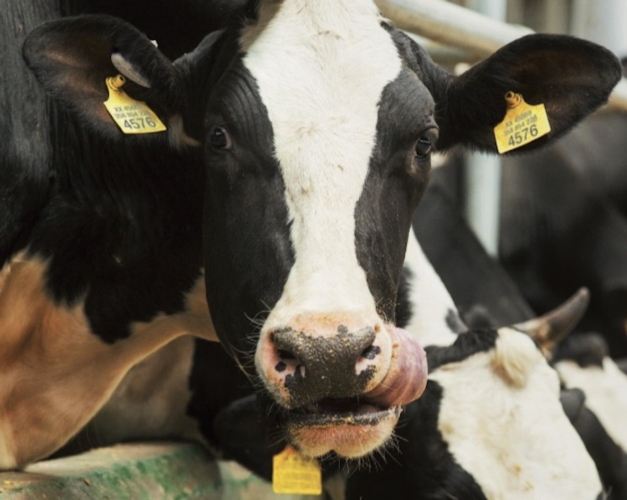 Sensori per monitorare e gestire l'attività motoria e la ruminazione nei bovini da latte