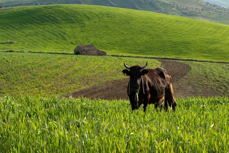 Un bovino di razza Modicana, tipica razza siciliana