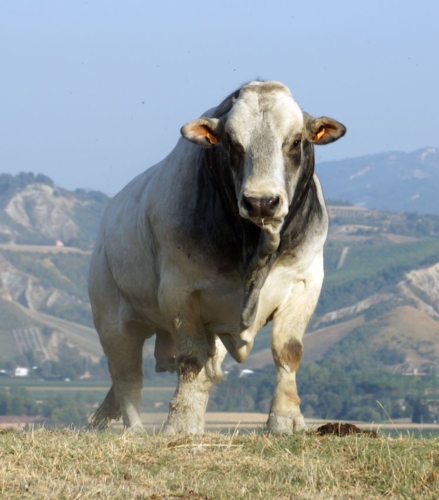 bovino-razza-romagnola-art-allevatori-top-per-agriumbria-2019