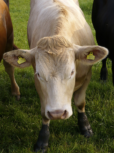 Si moltiplicano gli allarmi per la difficile situazione degli allevamenti di bovini da carne