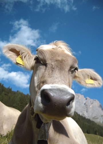 Una 'curiosa' immagine di una bovina di razza Bruna