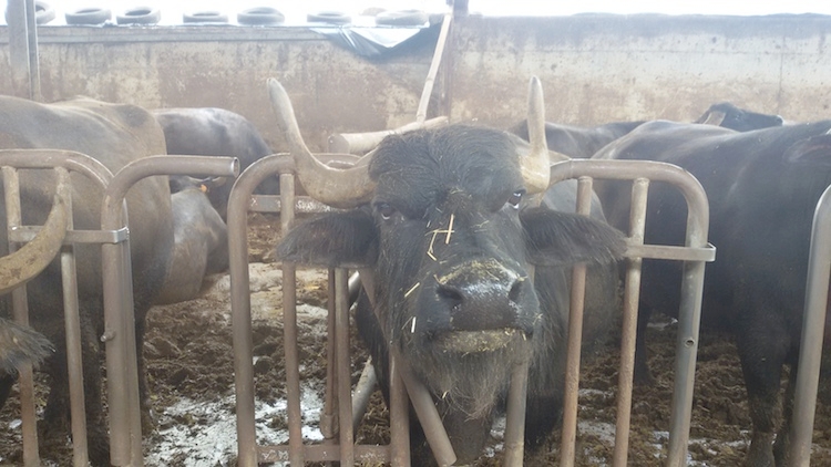 Trouw dry bufale top 150 è stato formulato da Nutreco Italy per supportare la bufala in asciutta