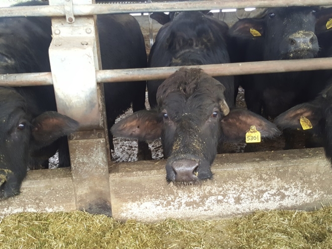 Il nuovo investimento nell'azienda San Simeone di Alife prevede 500 manze bufaline in lattazione